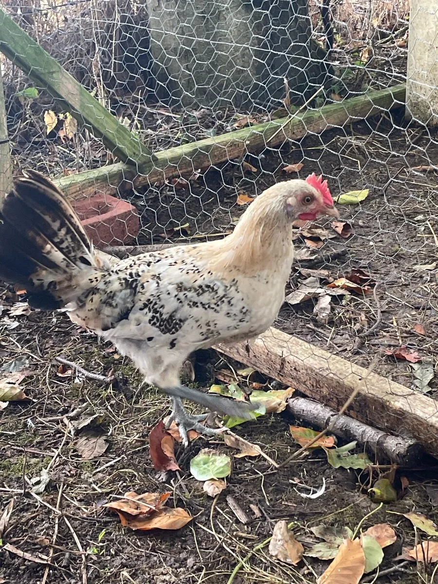 Lemon pencil roosters - Image 4