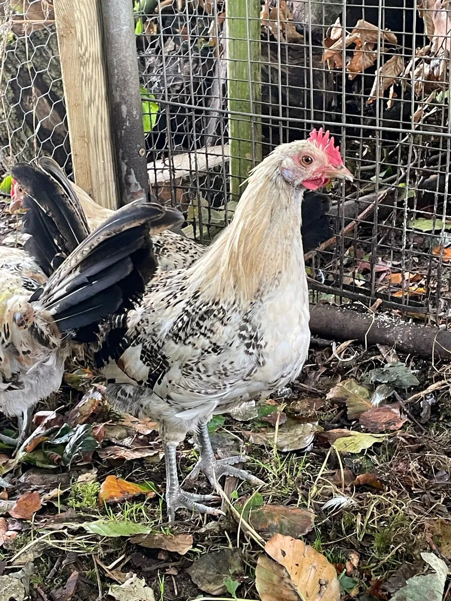 Lemon pencil roosters - Image 1