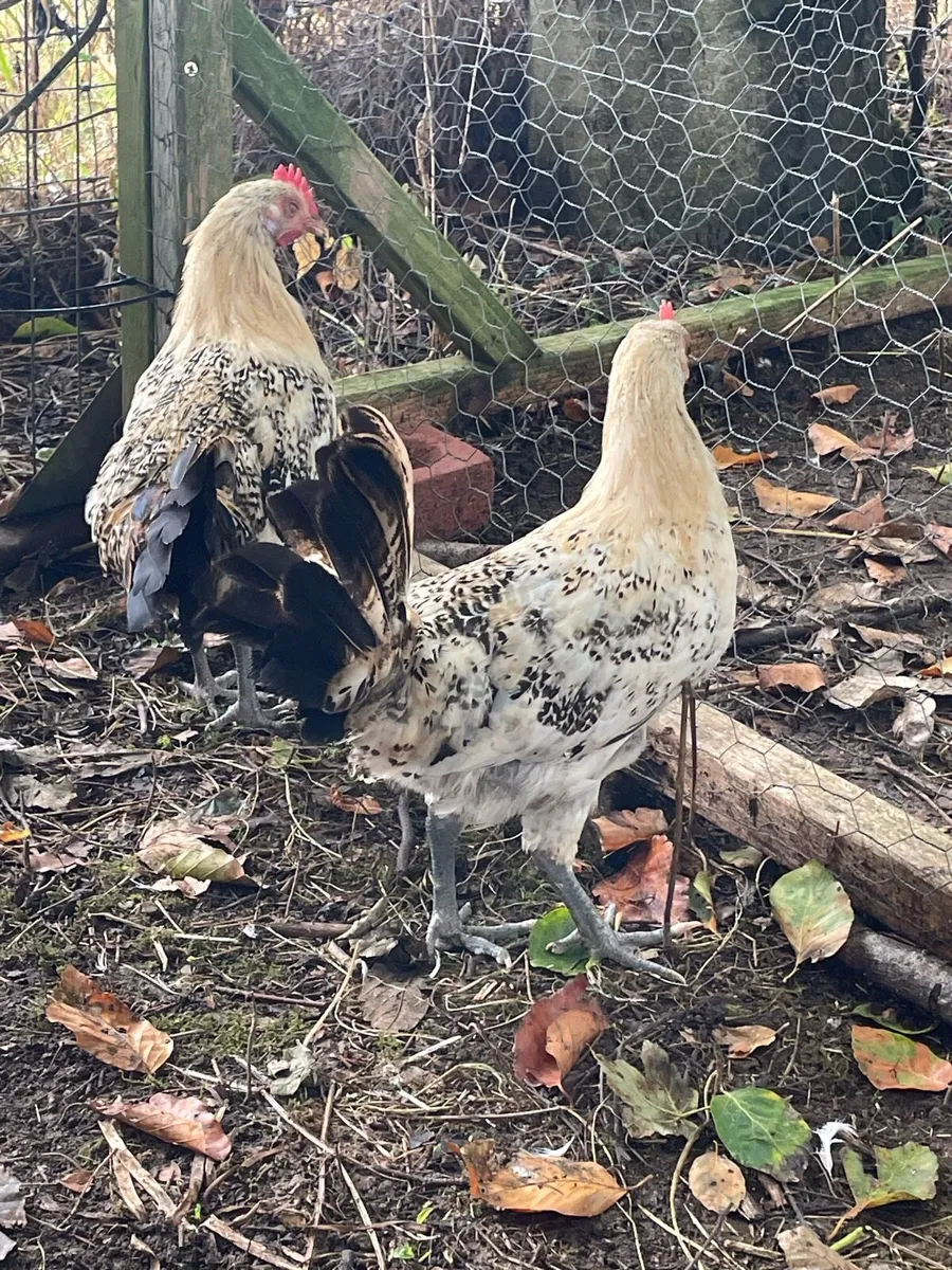 Lemon pencil roosters - Image 2