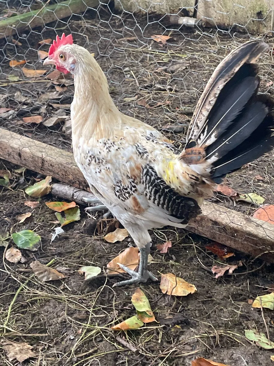Lemon pencil roosters - Image 3