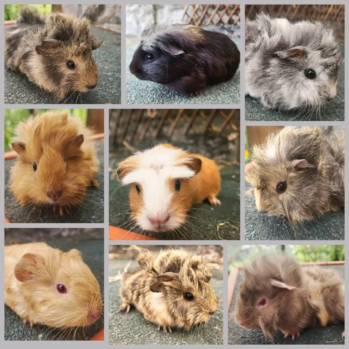 Super cute 😍 Guinea pig babies for sale - Image 1