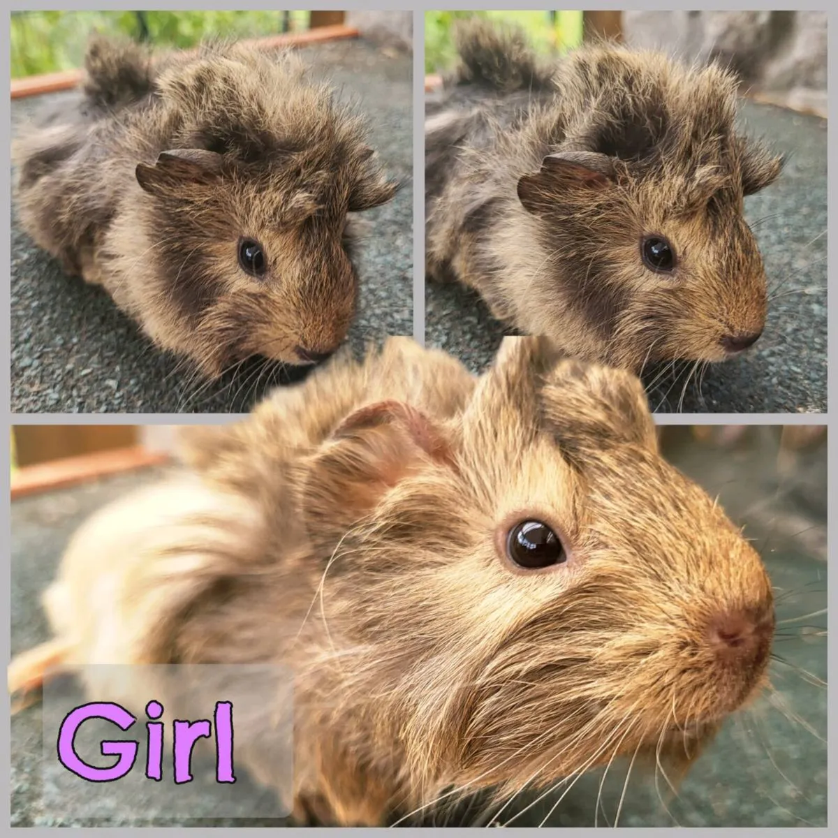 Super cute 😍 Guinea pig babies for sale - Image 2