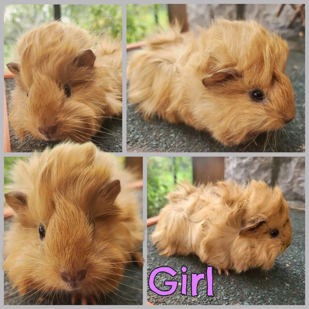 Super cute 😍 Guinea pig babies for sale - Image 3