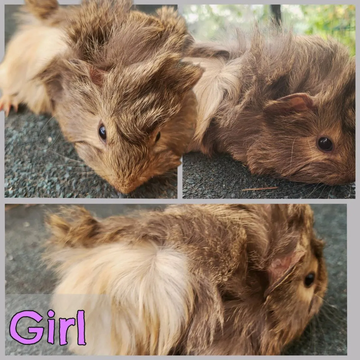 Super cute 😍 Guinea pigs for sale - Image 4
