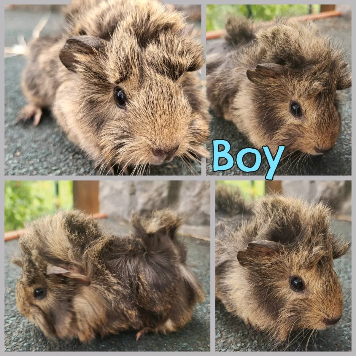 Super cute 😍 Guinea pig babies for sale - Image 4