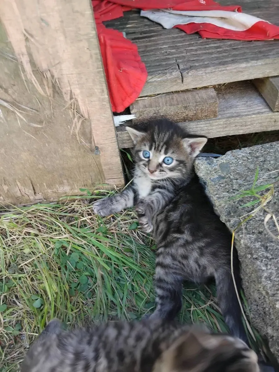 Kittens - Image 3