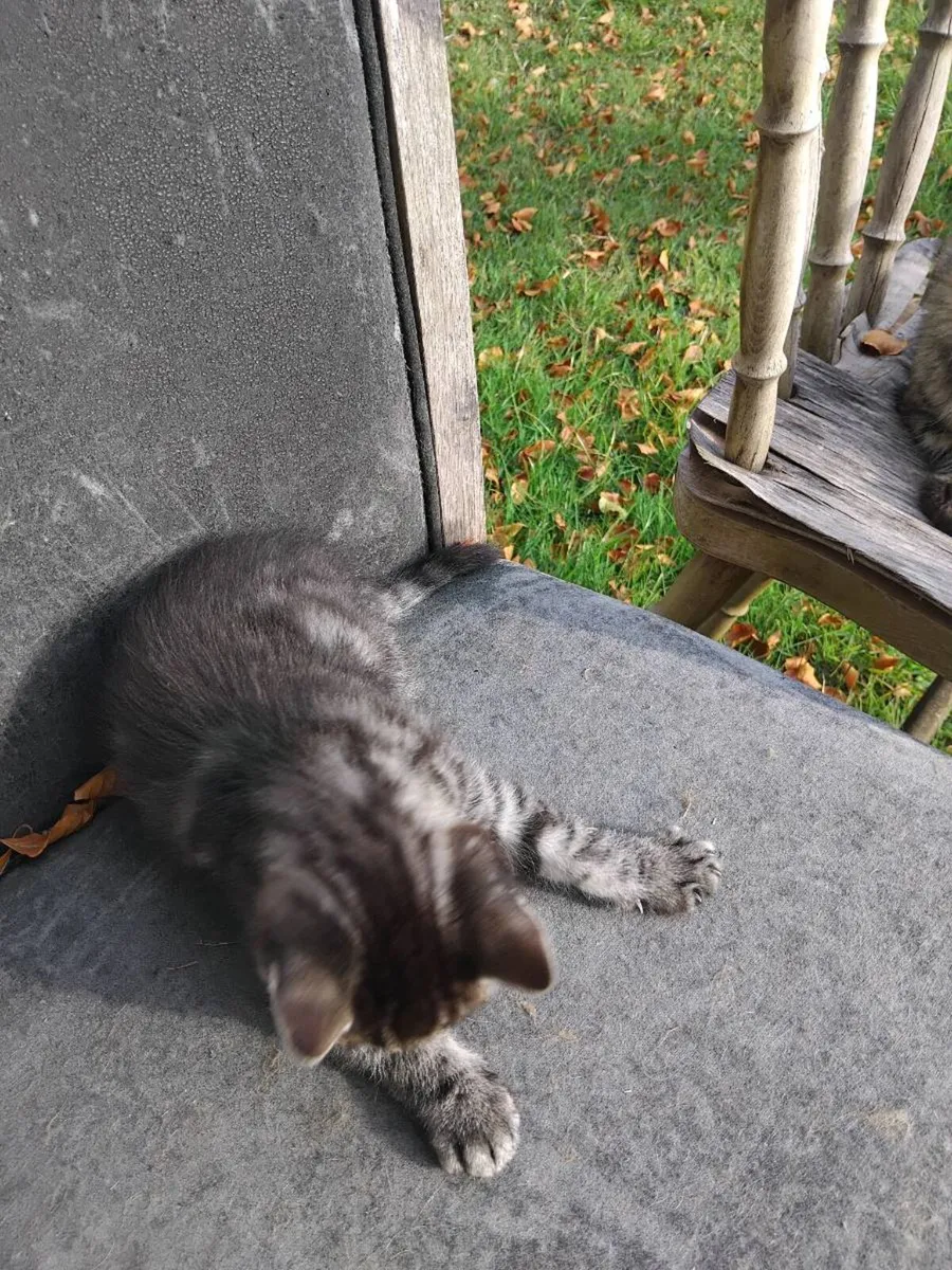 Kittens - Image 1