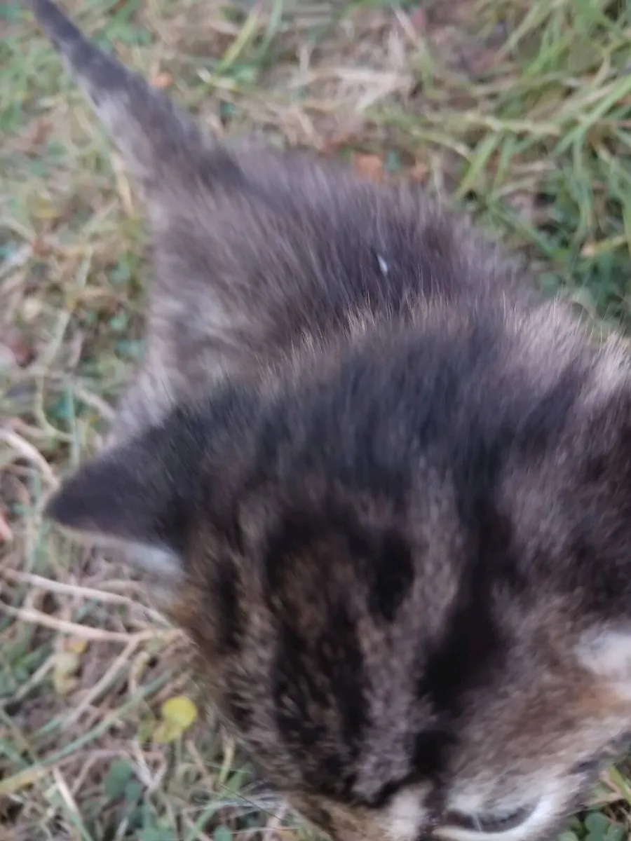 Kittens - Image 2