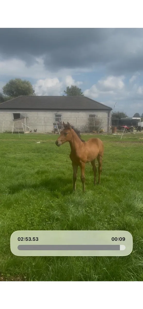Broodmare foal youngstock - Image 2