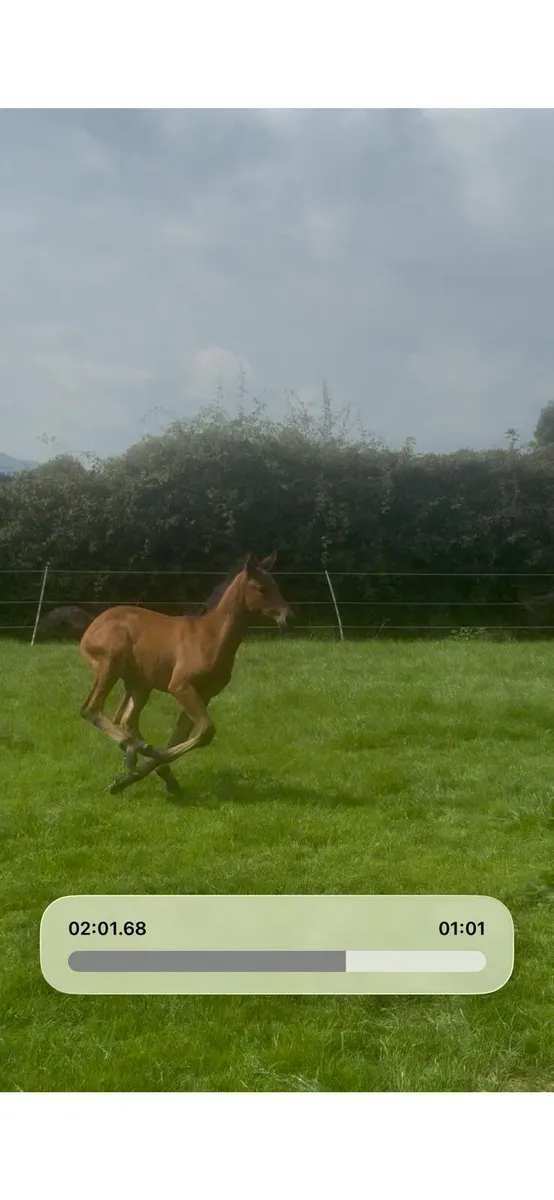 Broodmare foal youngstock - Image 3