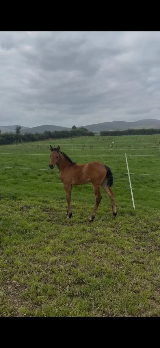 Broodmare foal youngstock - Image 4