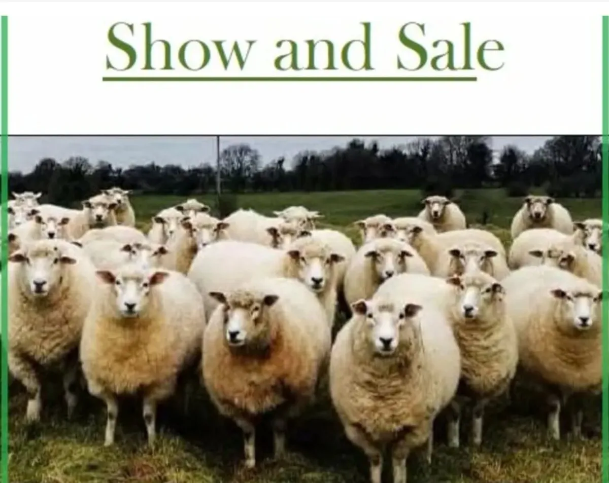 104th Annual Show and Sale of Galway Sheep - Image 1