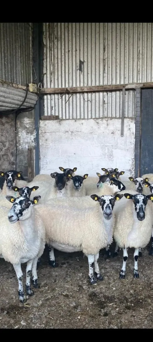 1700 Mule Sheep - Image 3