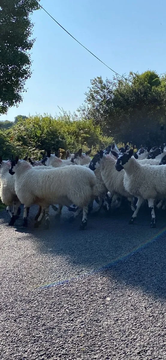 1700 Mule Sheep - Image 4
