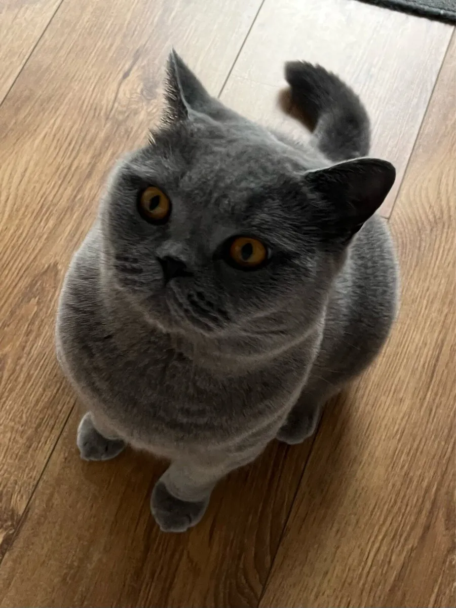 British Blue Cat - Image 4