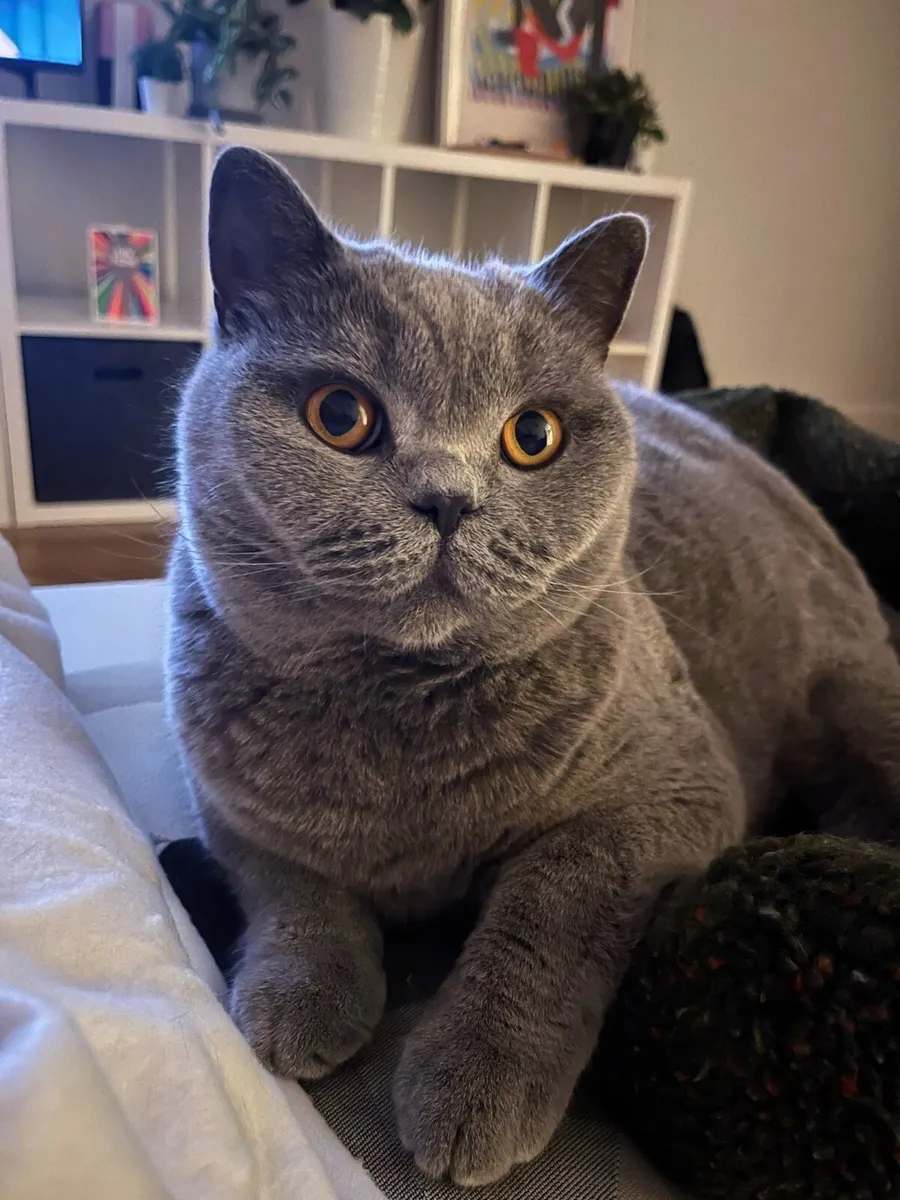British Blue Cat - Image 1