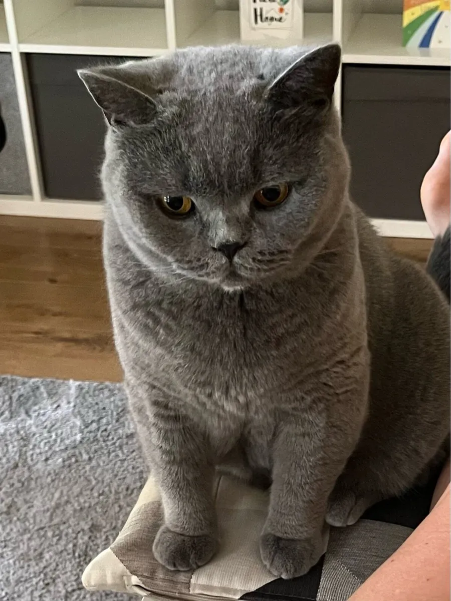 British Blue Cat - Image 2