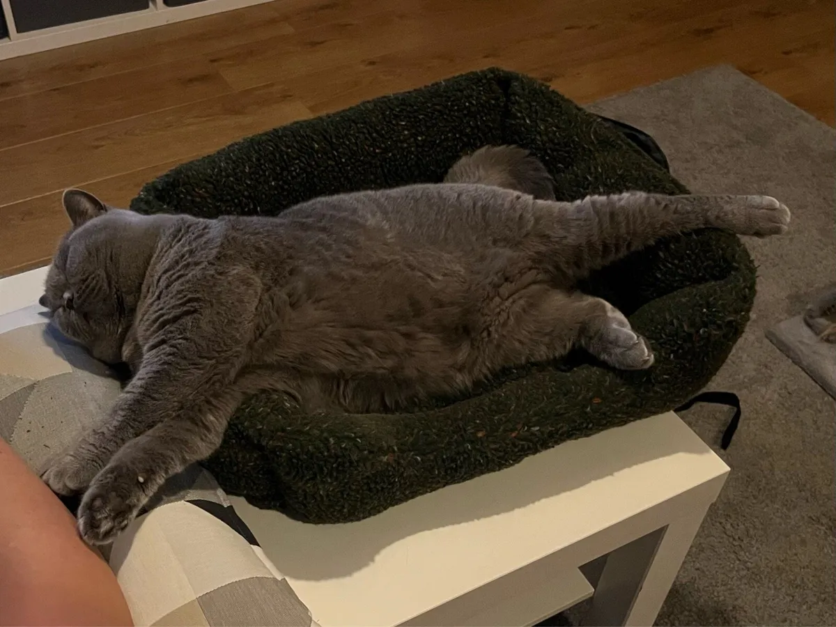 British Blue Cat - Image 3