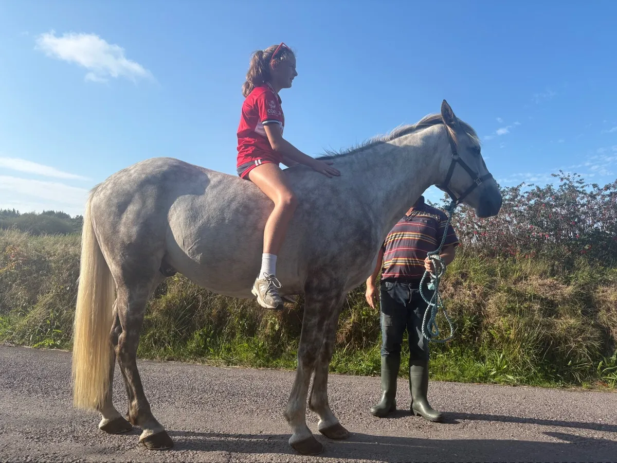 Irish Draught Gelding - Image 2