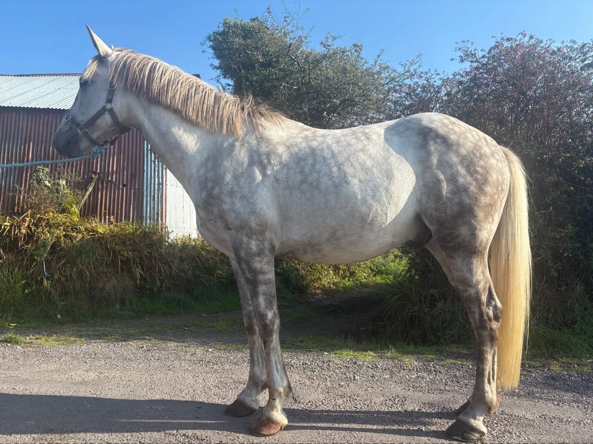 Irish Draught Gelding - Image 4
