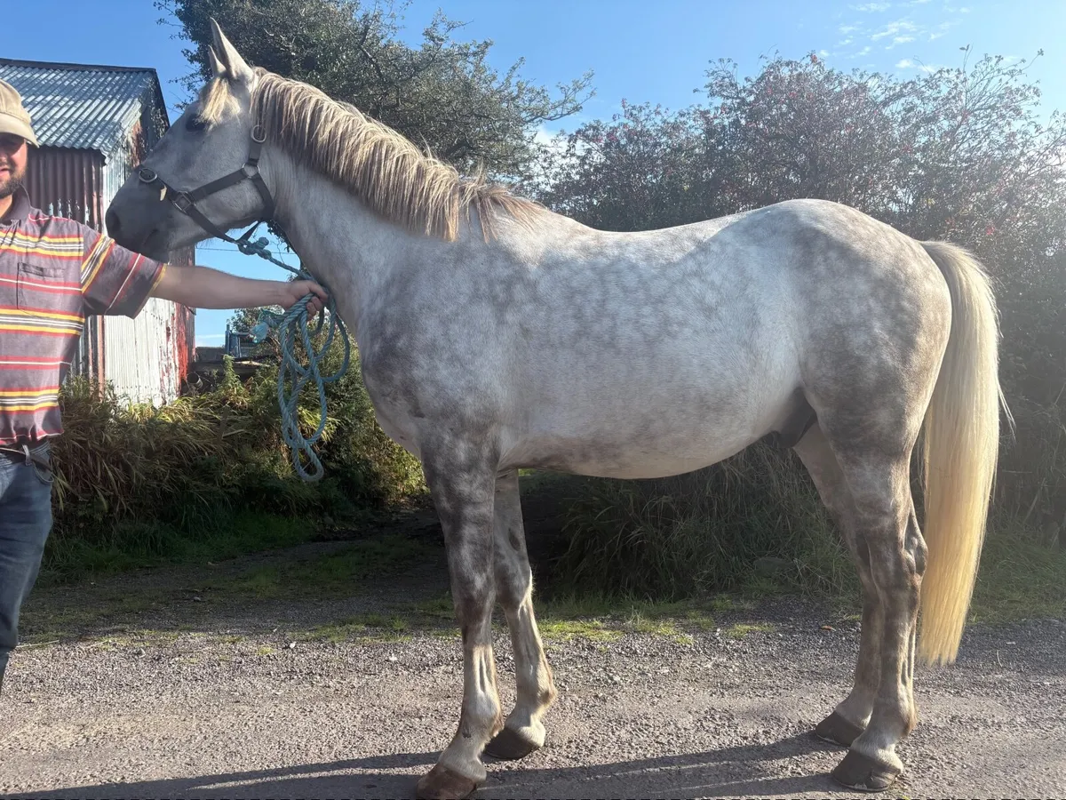 Irish Draught Gelding - Image 3