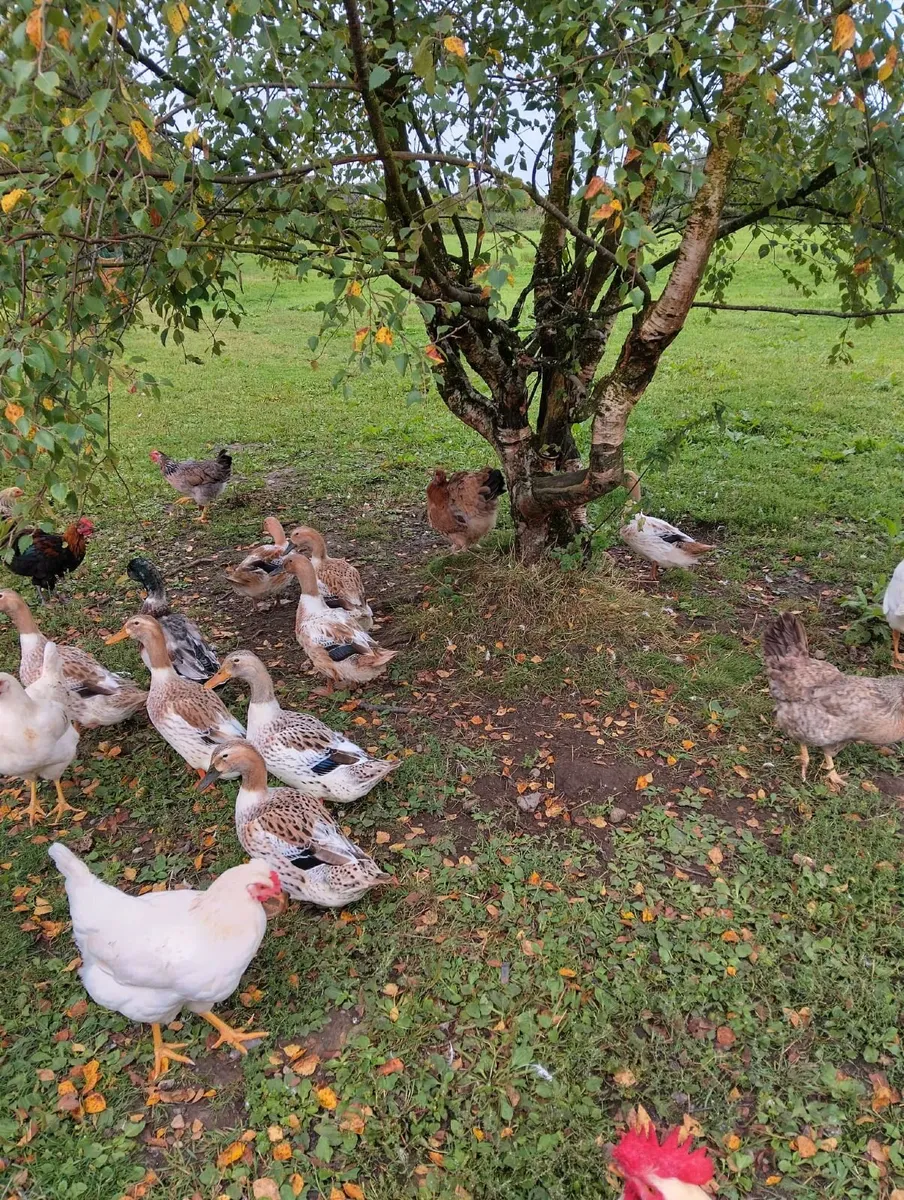 Appleyard ducks for €20 each - Image 2