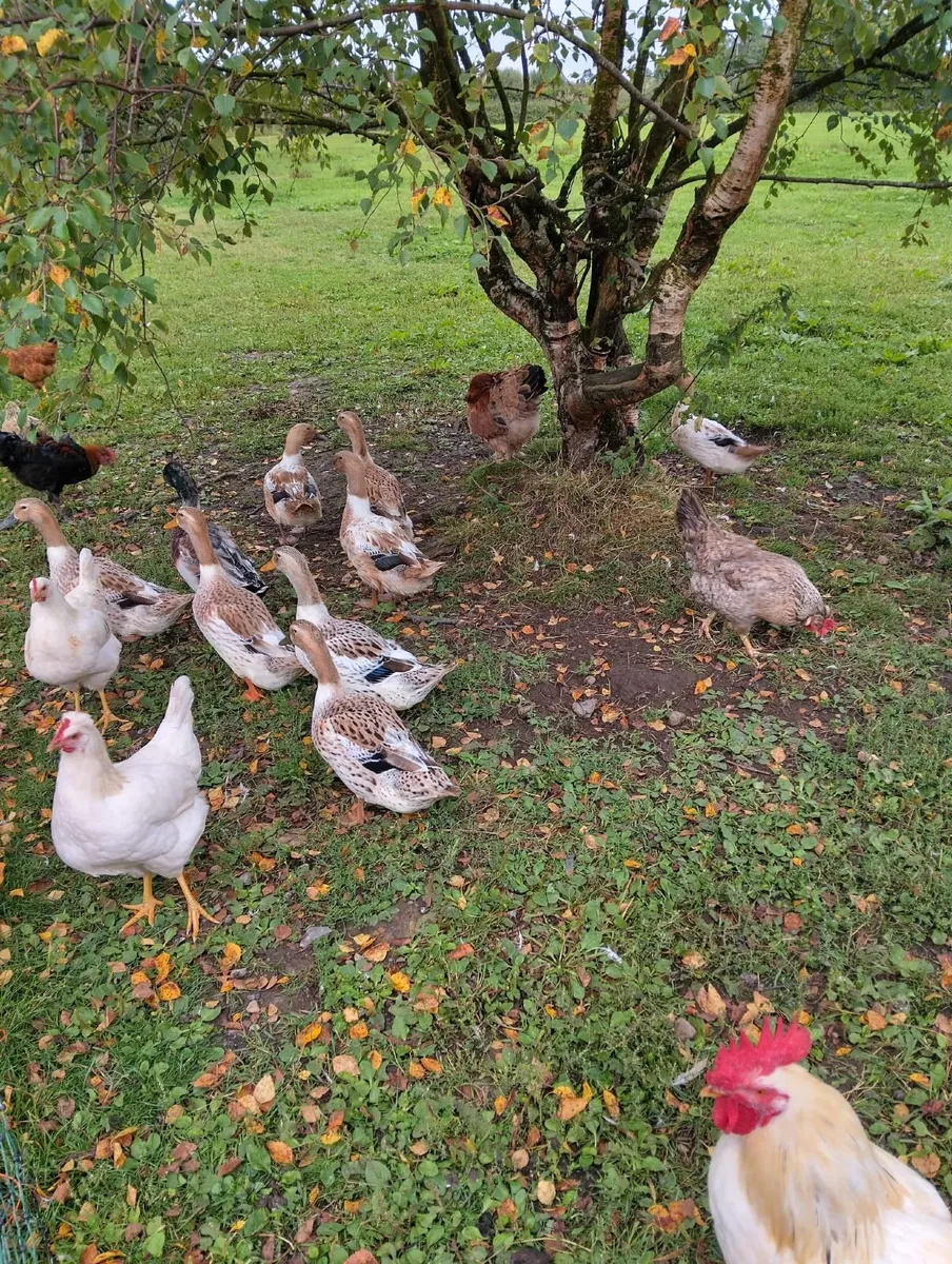 Appleyard ducks for €20 each - Image 1
