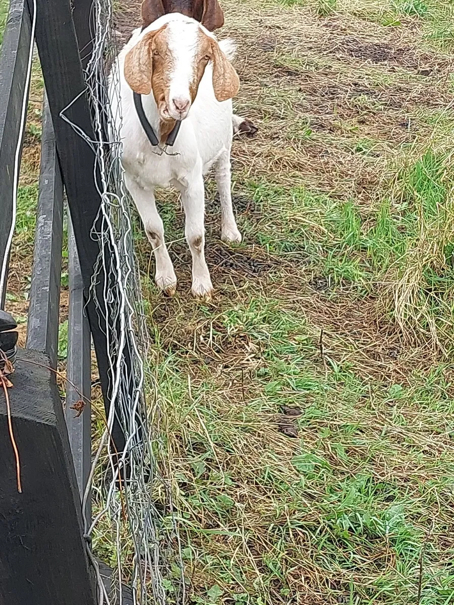 Boer Goat