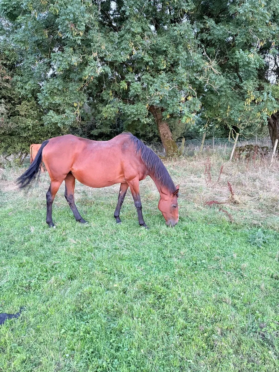 Recipient mares - Image 3