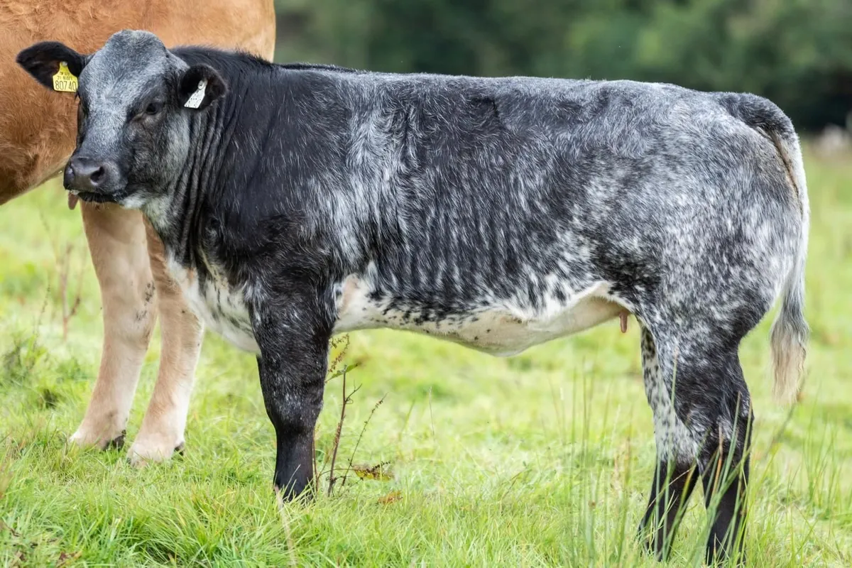 1st place prize belgian blue winner - Image 3