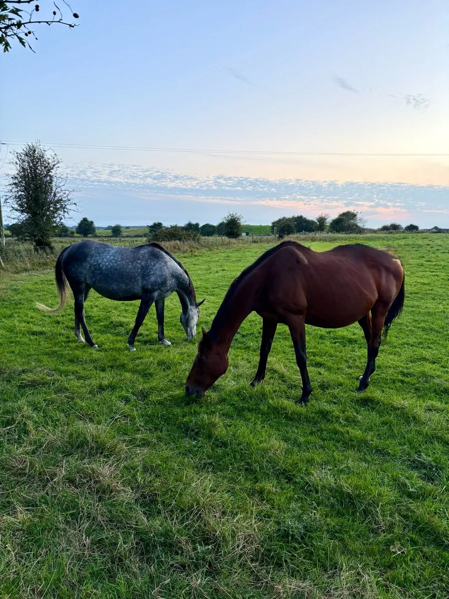 Recipient mares - Image 1