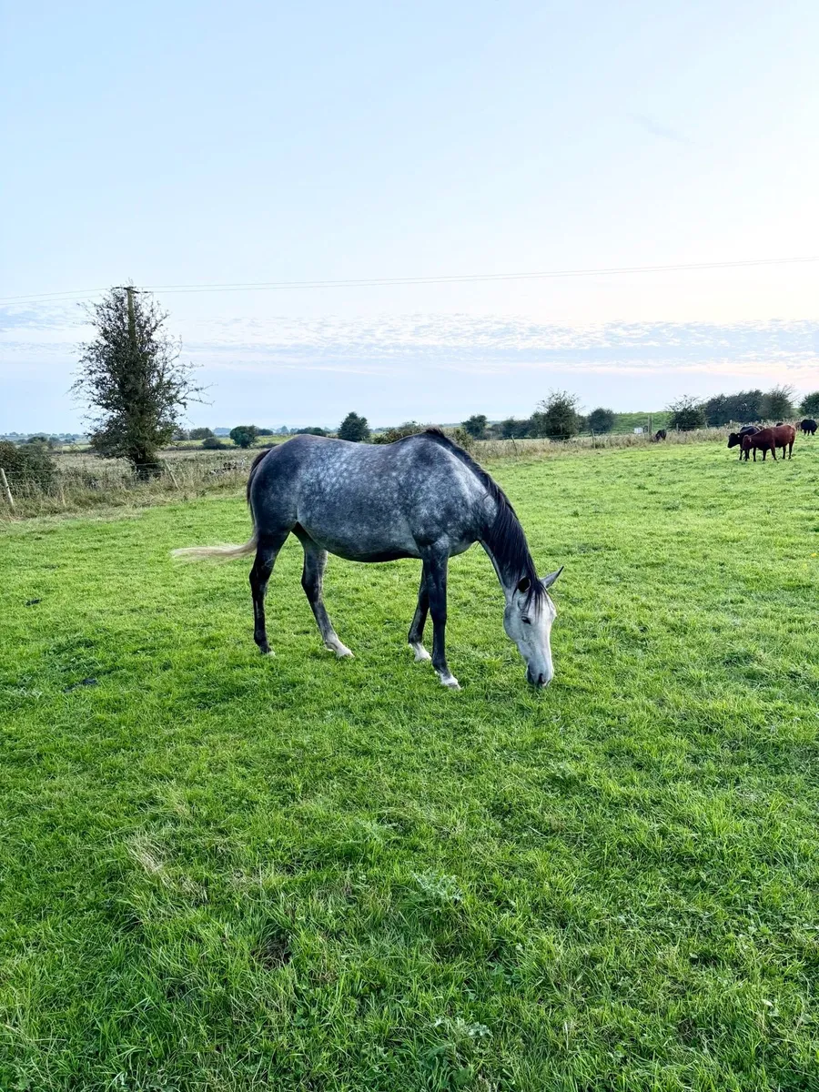 Recipient mares - Image 4