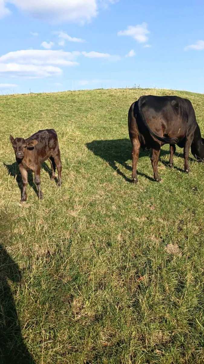 1st Calving Angus heifer with Angus Heifer Calve - Image 2