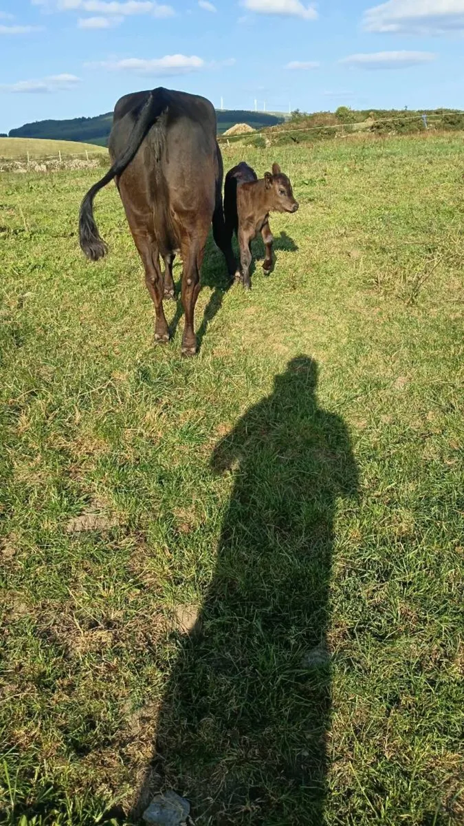 1st Calving Angus heifer with Angus Heifer Calve - Image 3
