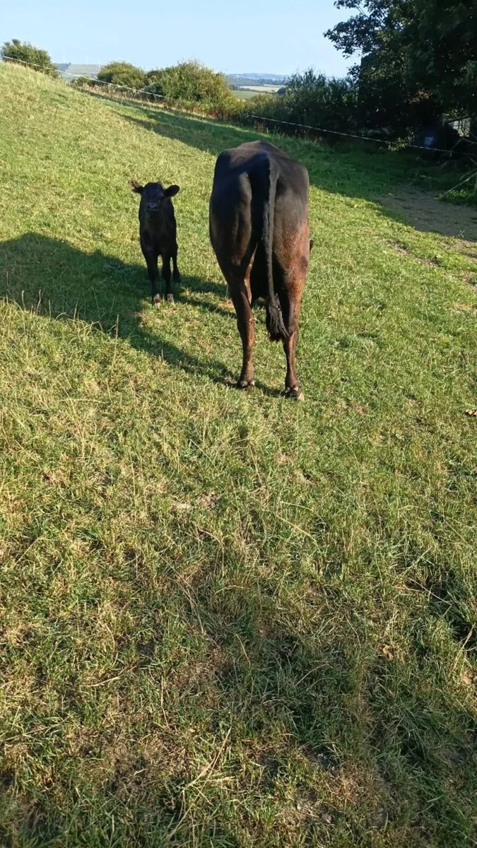 1st Calving Angus heifer with Angus Heifer Calve - Image 4