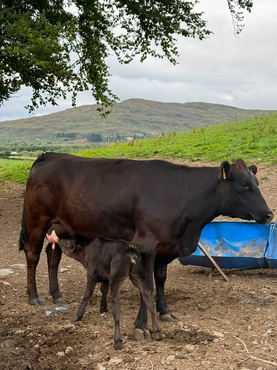 1st Calving Angus heifer with Angus Heifer Calve - Image 1