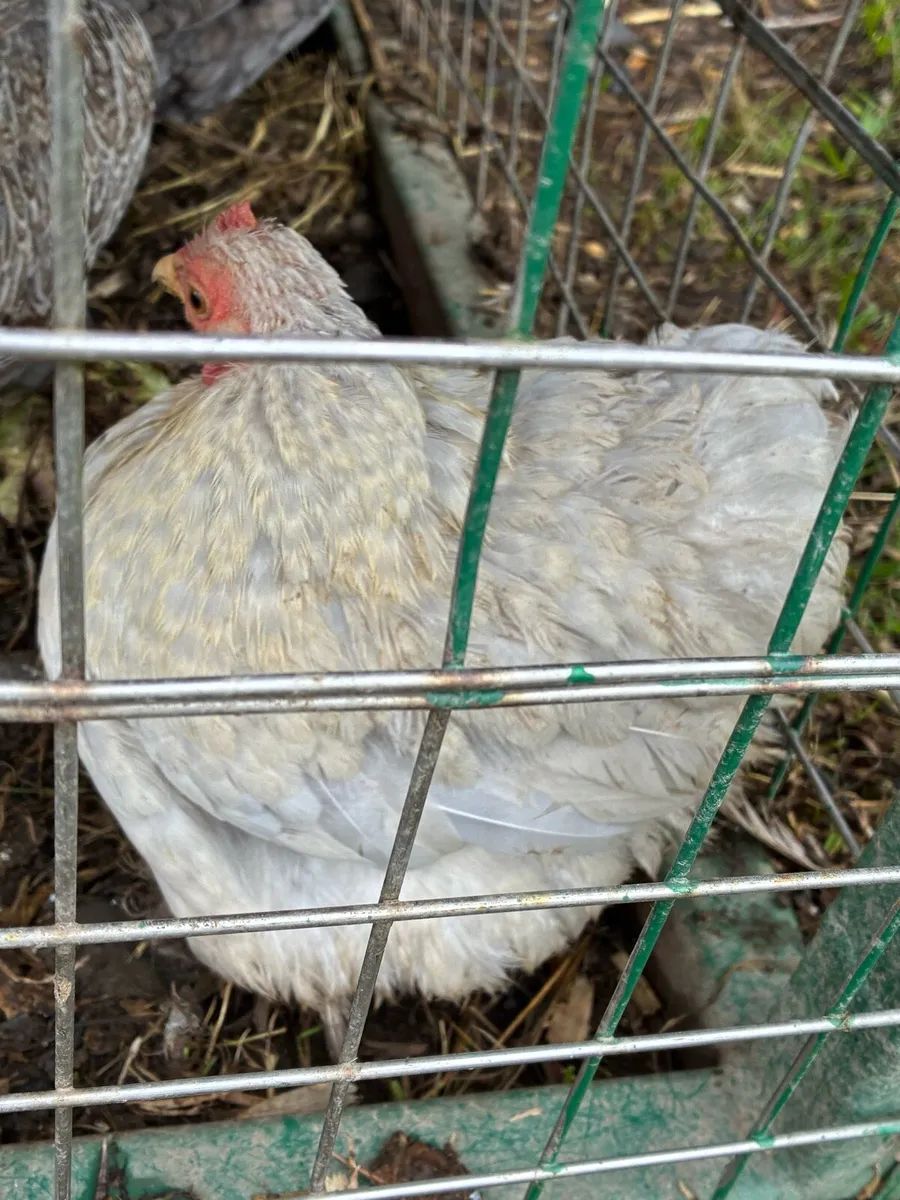 Bantams and Muscovy ducklings - Image 4