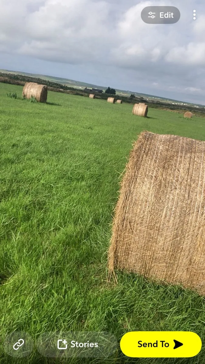Hay - Image 1