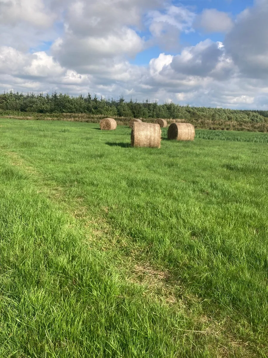 Hay - Image 2
