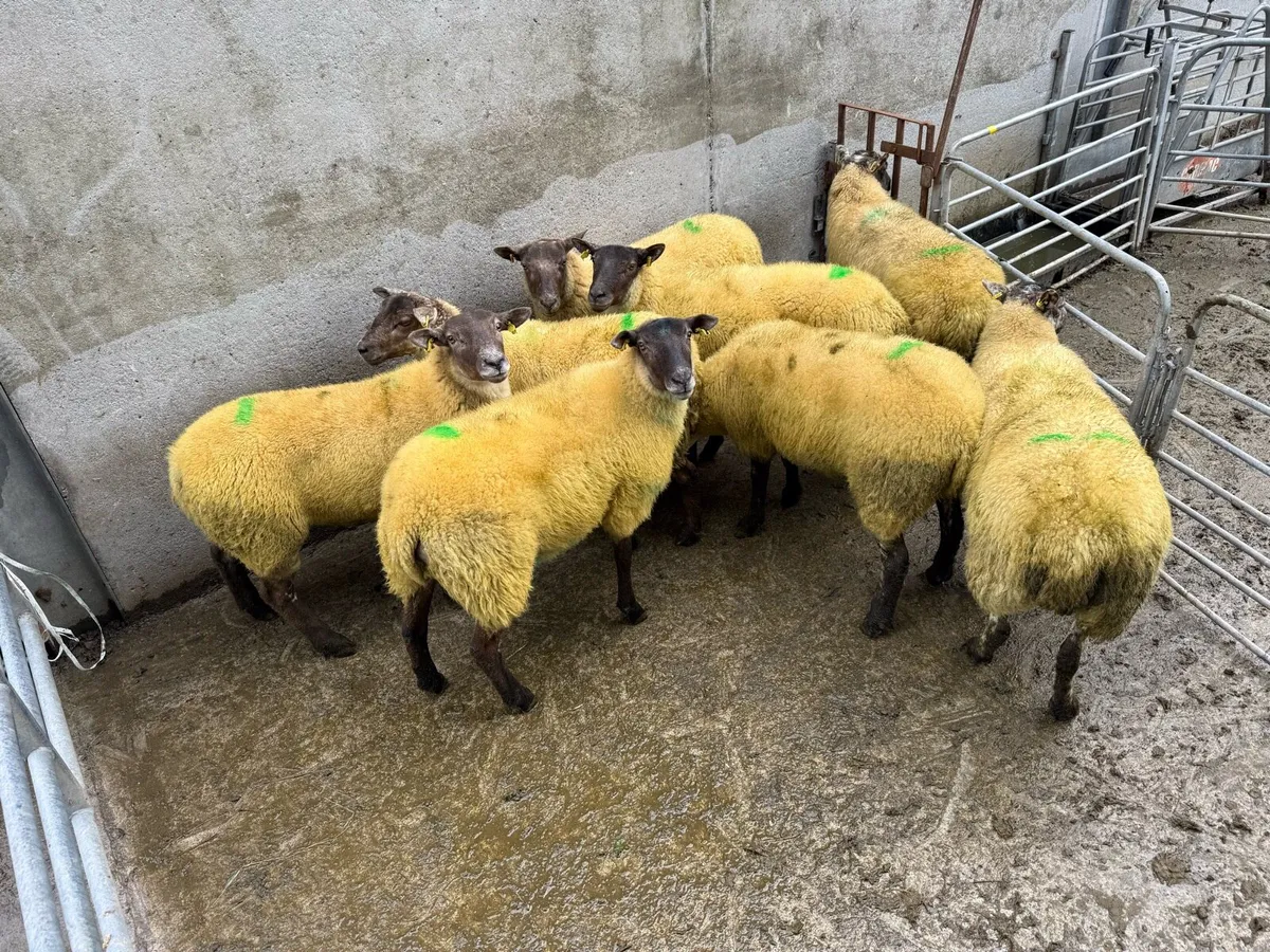 Organic Hilltex Hoggets - Image 2