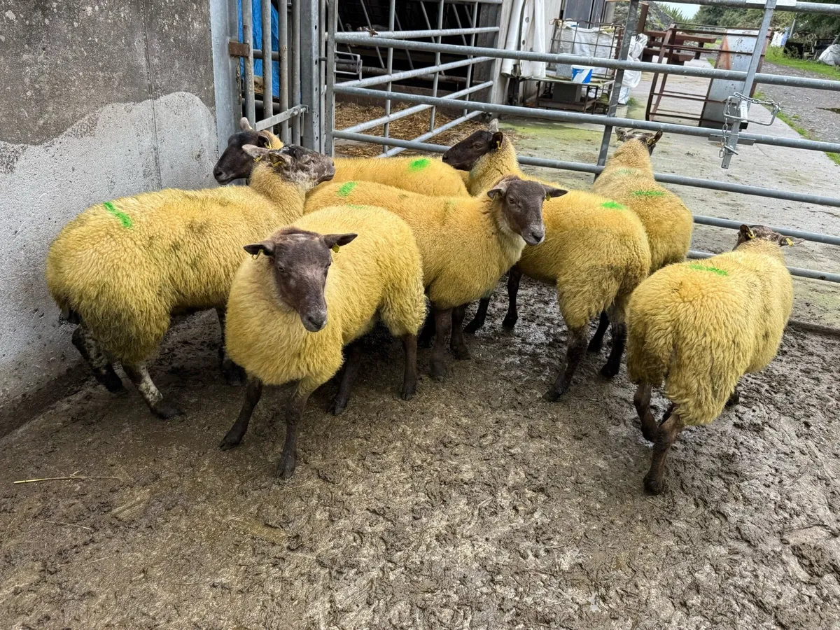 Organic Hilltex Hoggets - Image 3