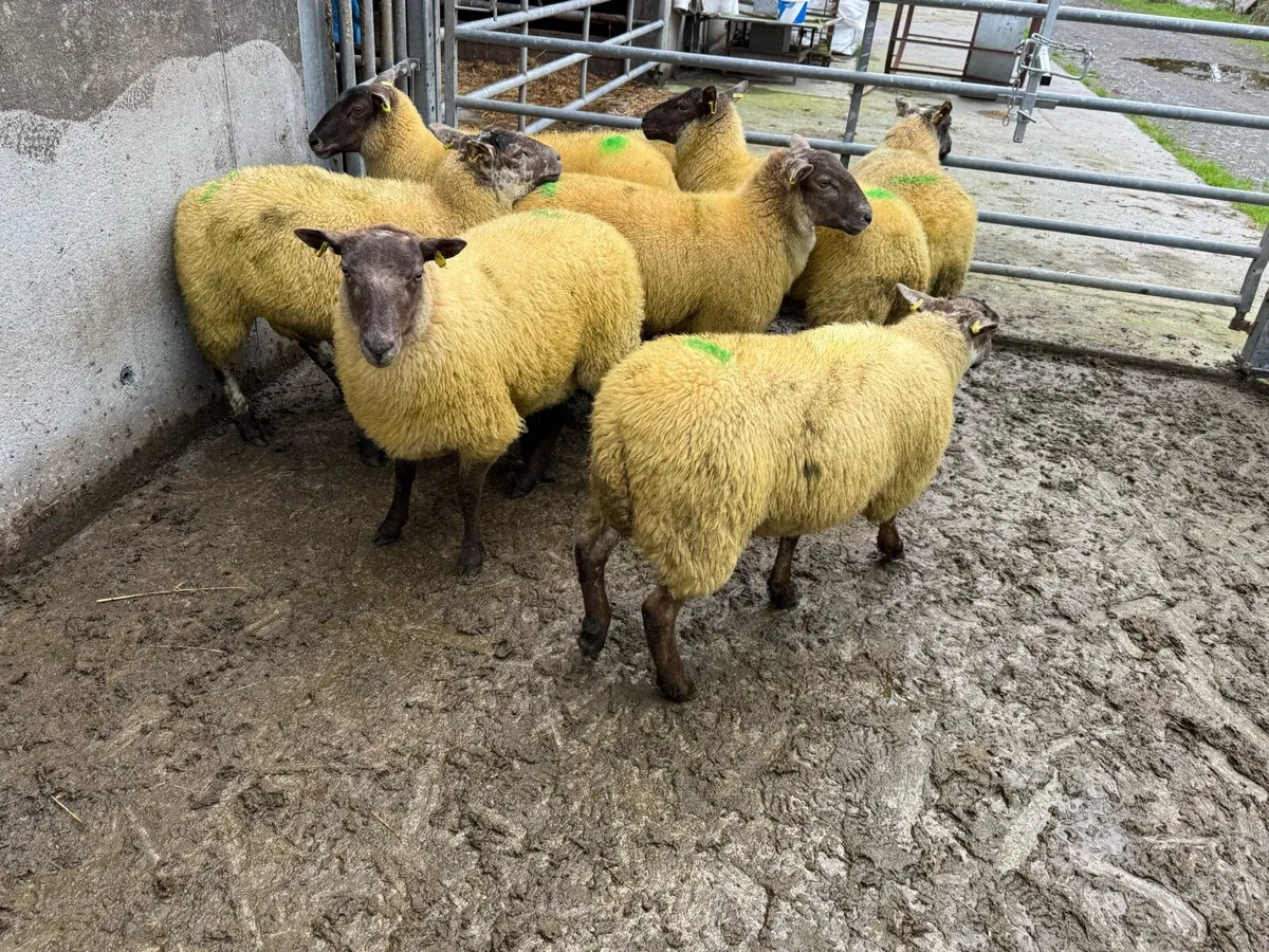 Organic Hilltex Hoggets - Image 4