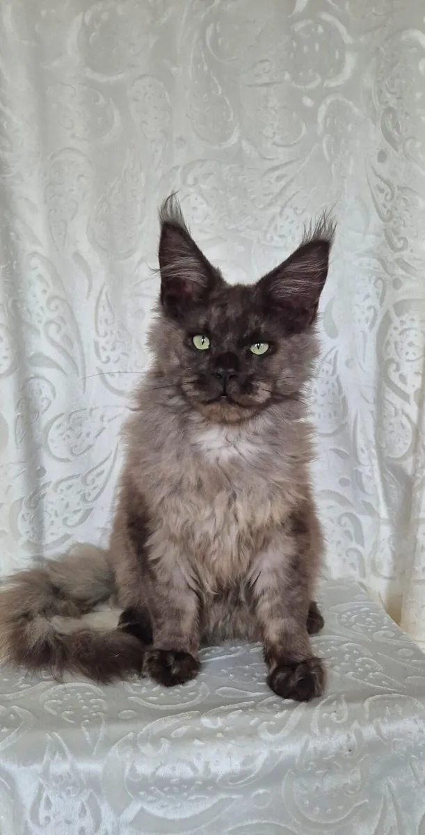 Maine Coon kittens - Image 2