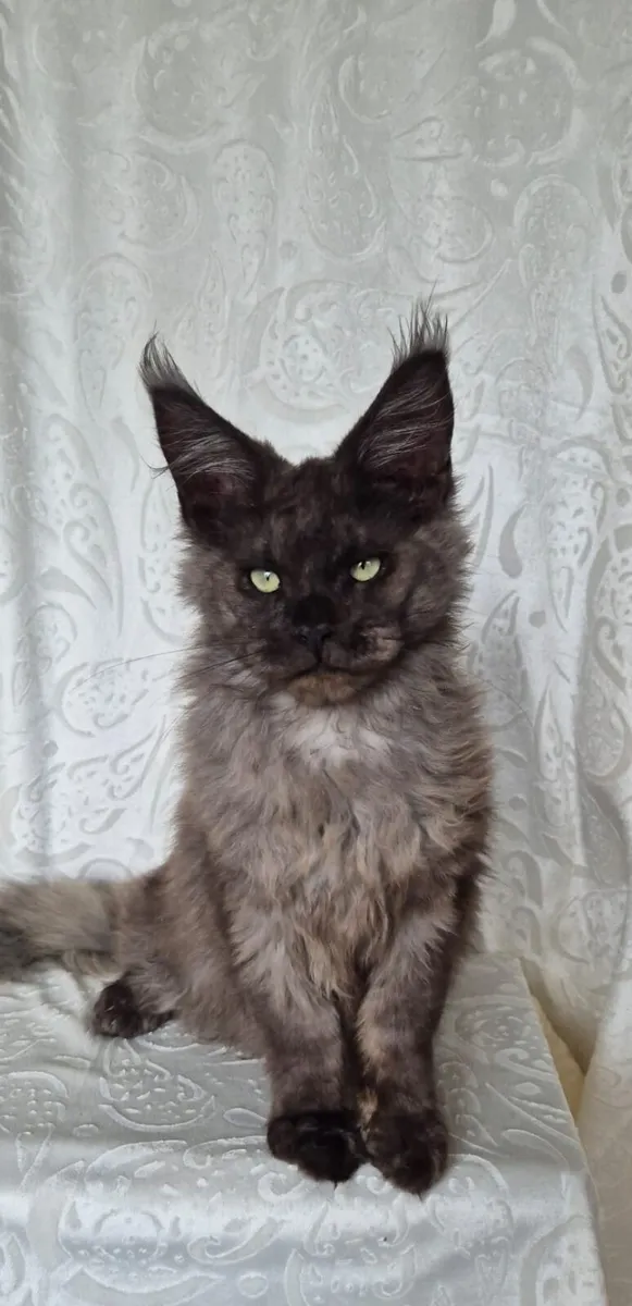 Maine Coon kittens - Image 4