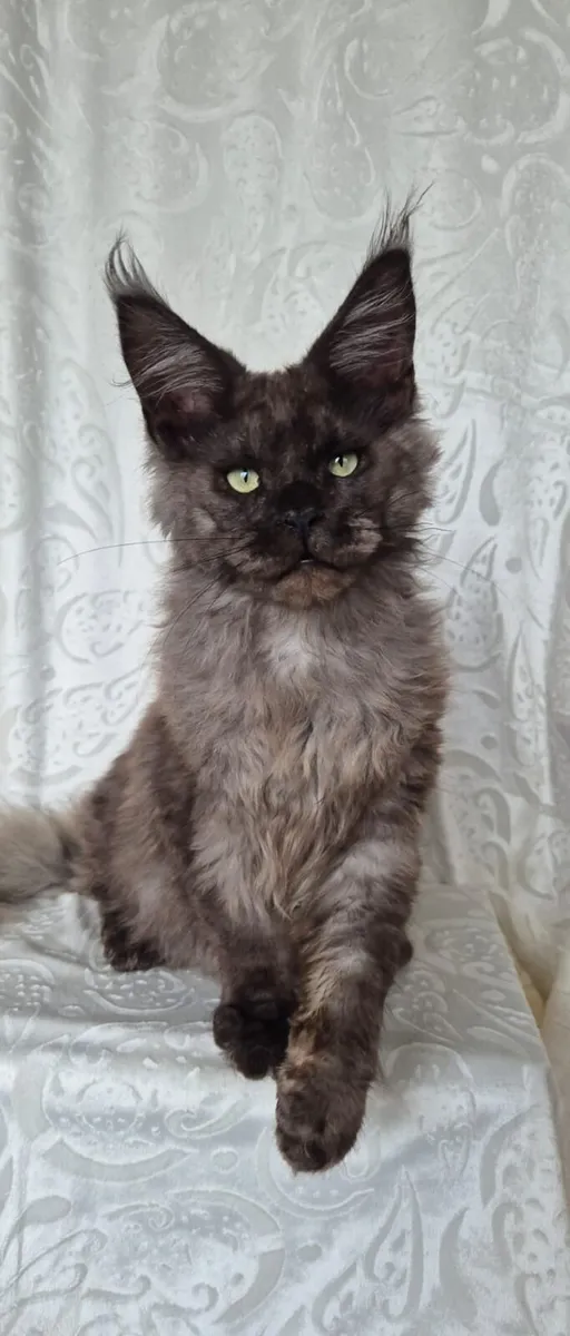 Maine Coon kittens - Image 3