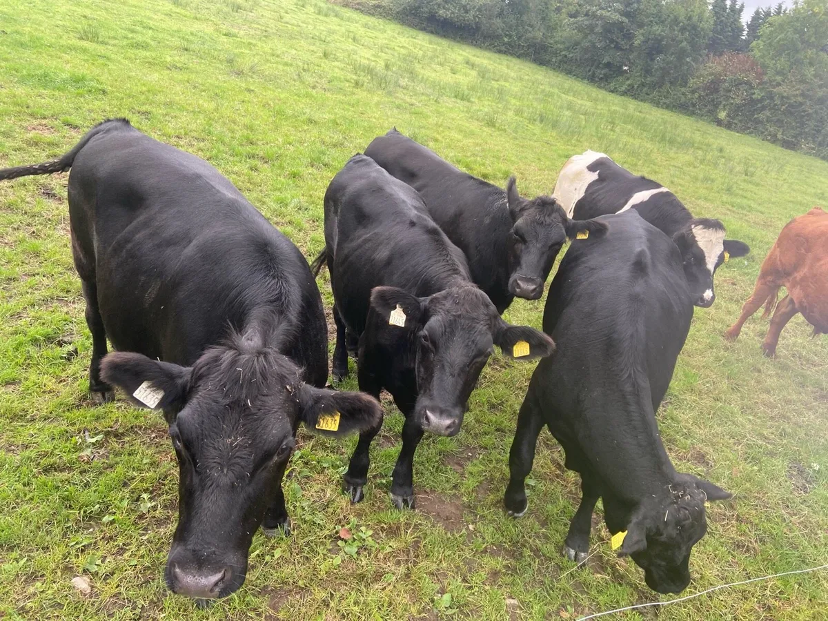 6 organic bullocks - Image 1
