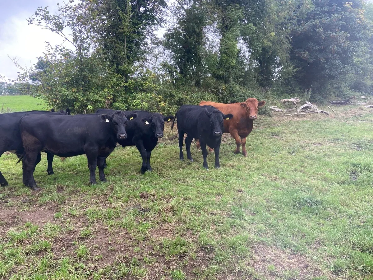 6 organic bullocks - Image 2
