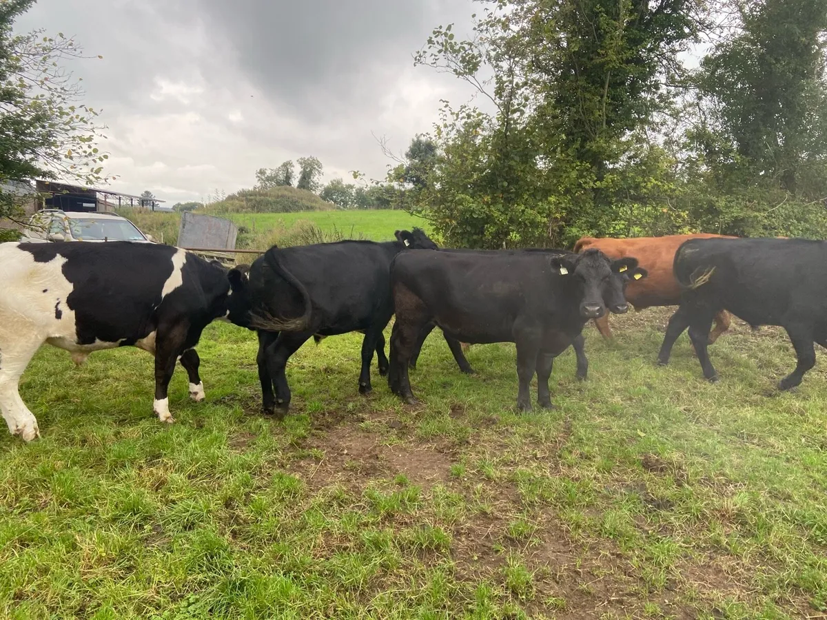 6 organic bullocks - Image 3