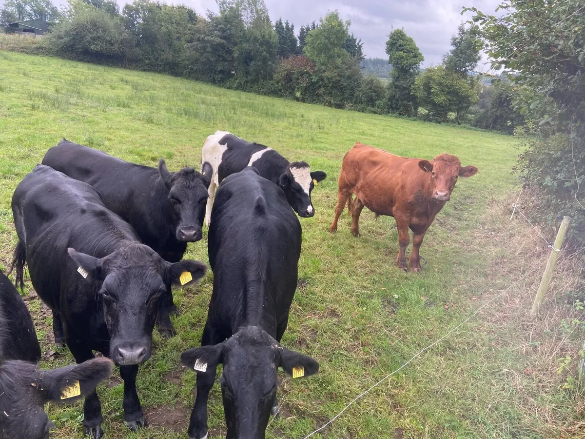 6 organic bullocks - Image 4