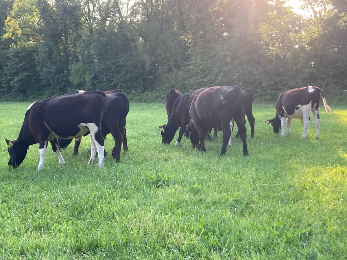 Weanlings For Sale - Image 3